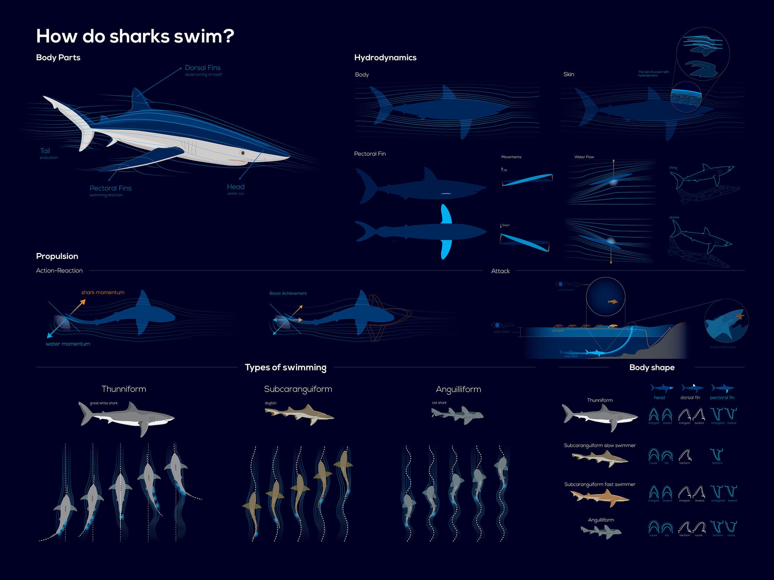 Shark Infographic — image 2