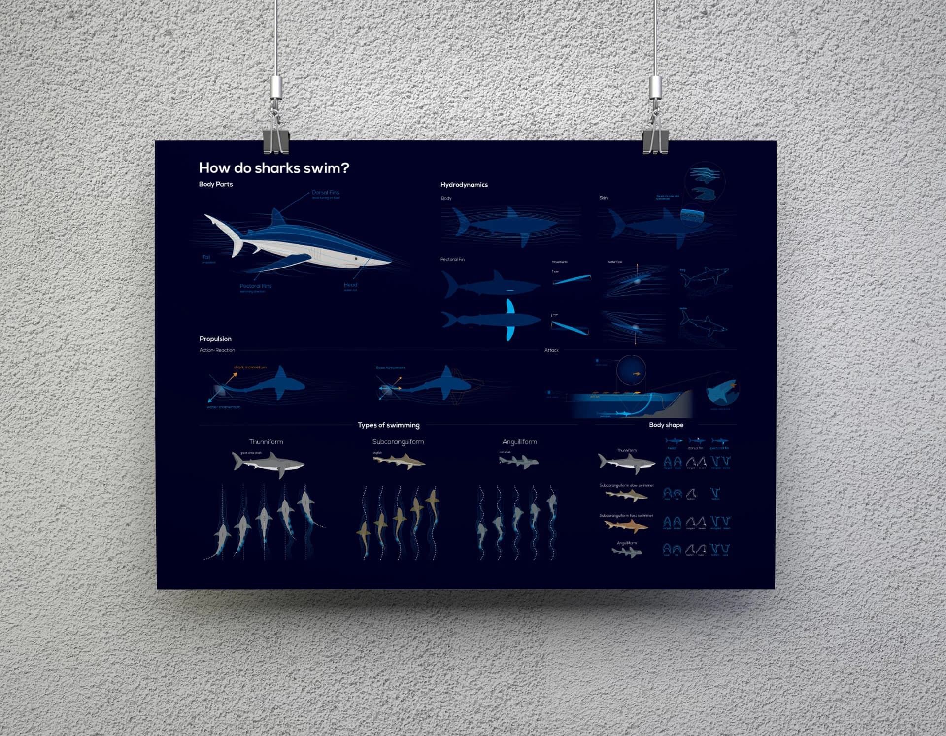 Shark Infographic — image 3