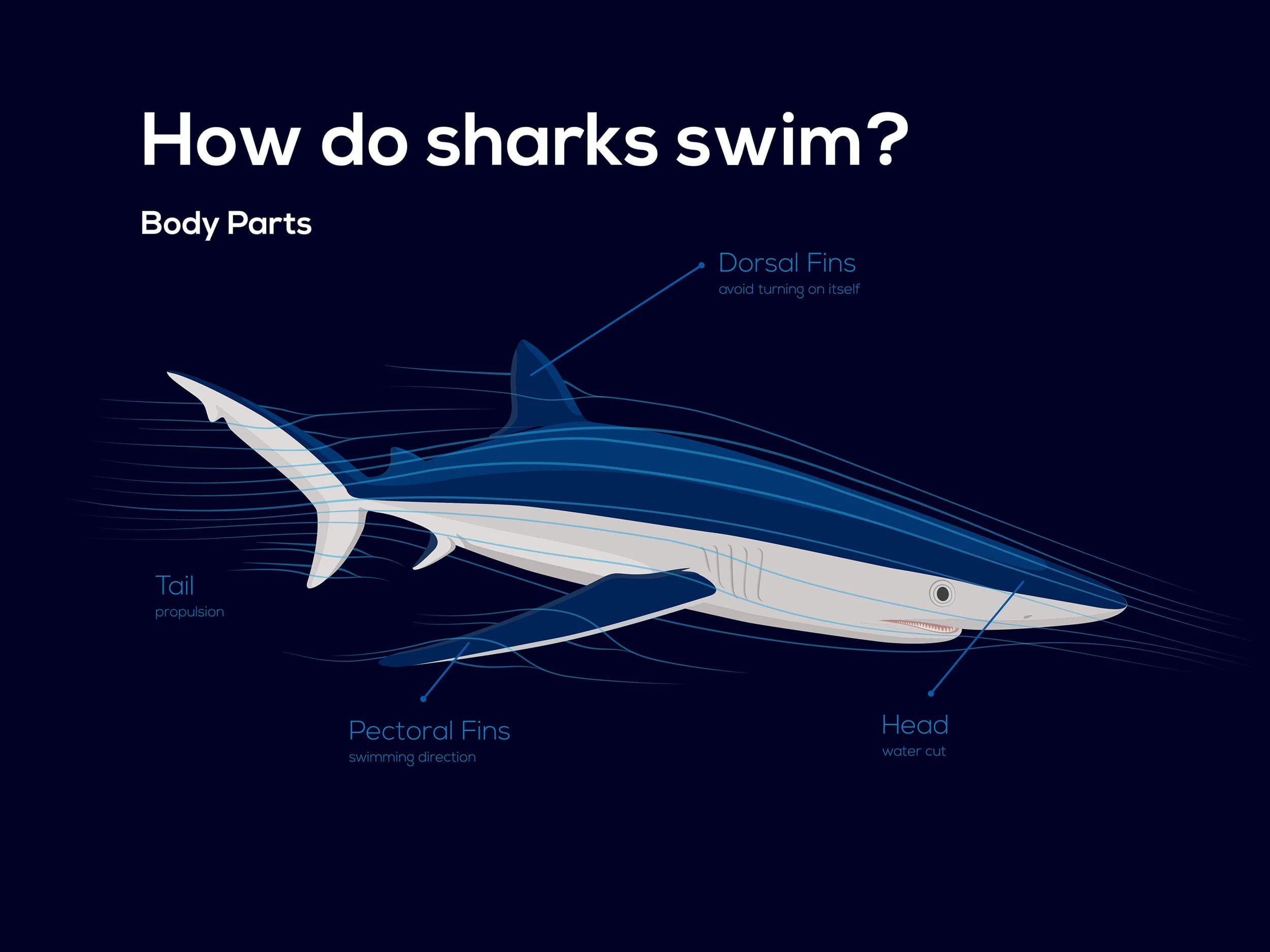 Shark Infographic — image 4
