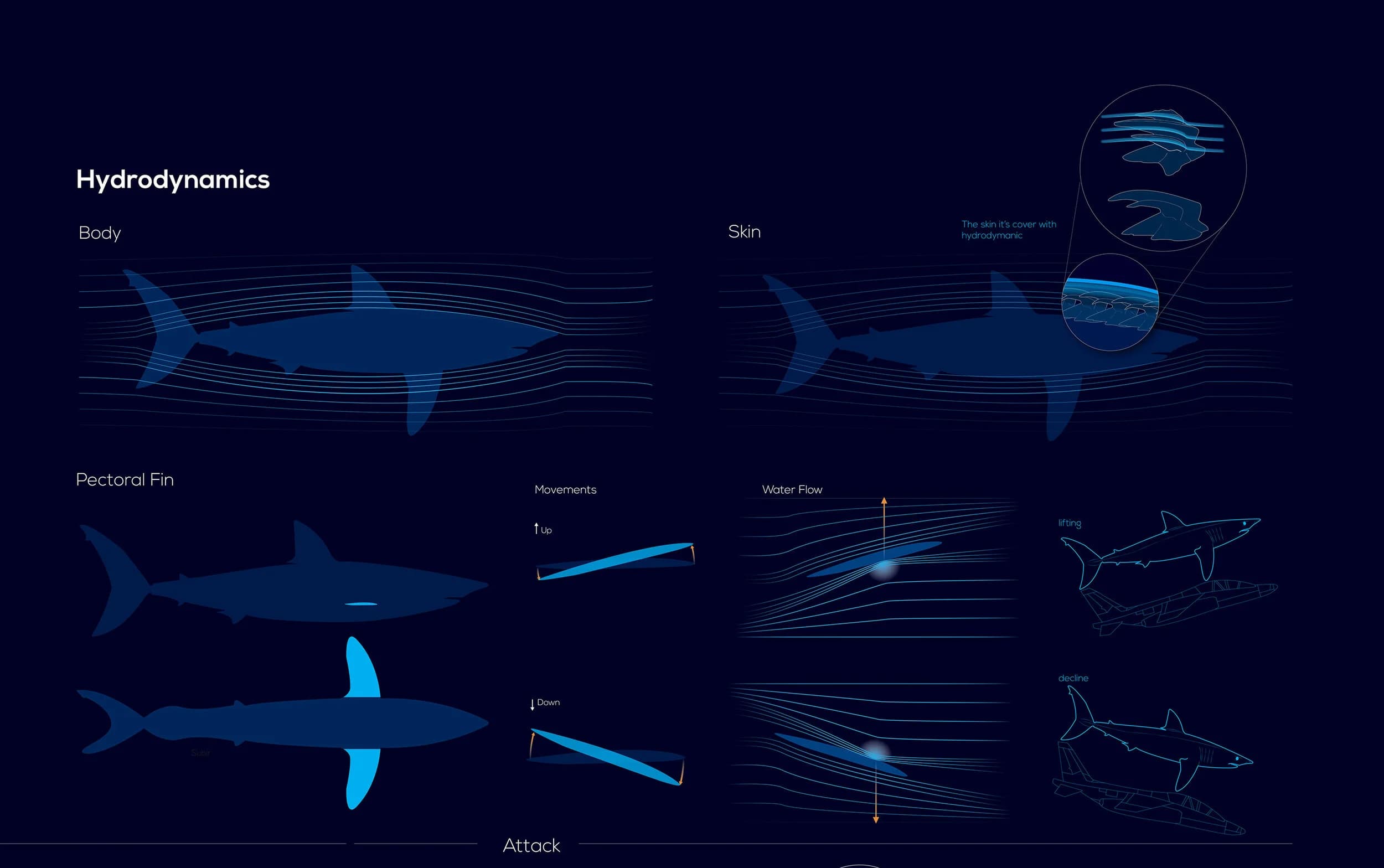 Shark Infographic — image 5
