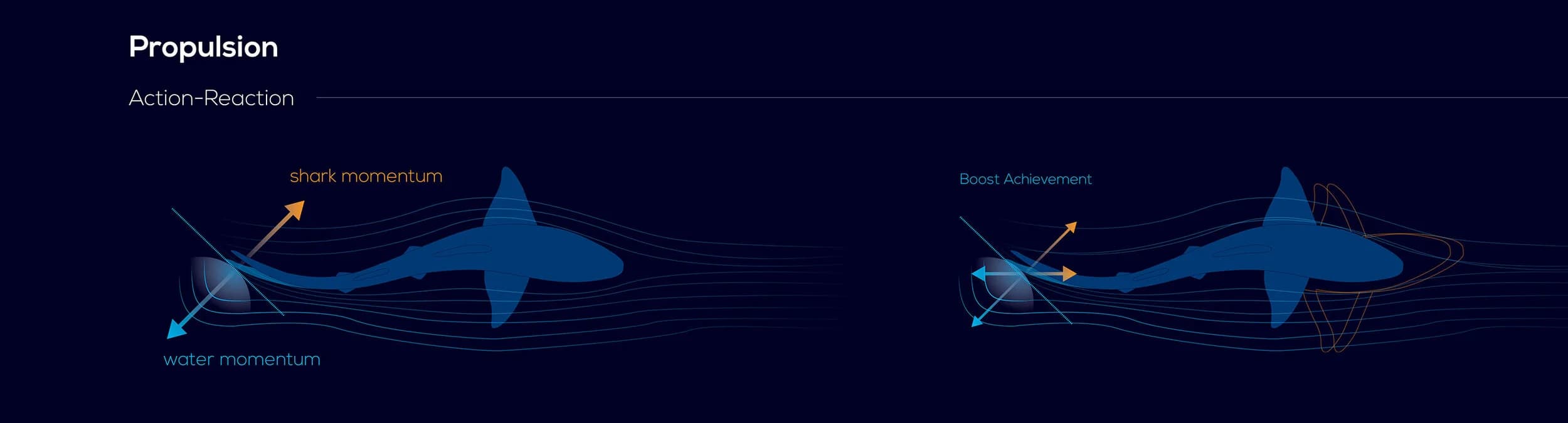 Shark Infographic — image 6