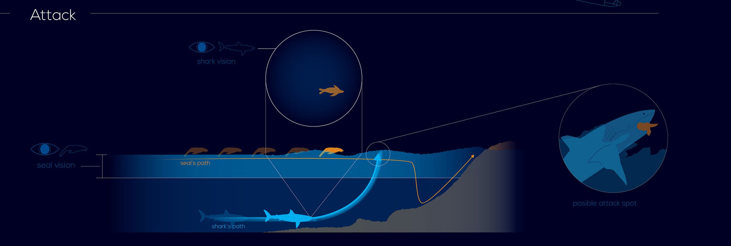 Shark Infographic — image 7
