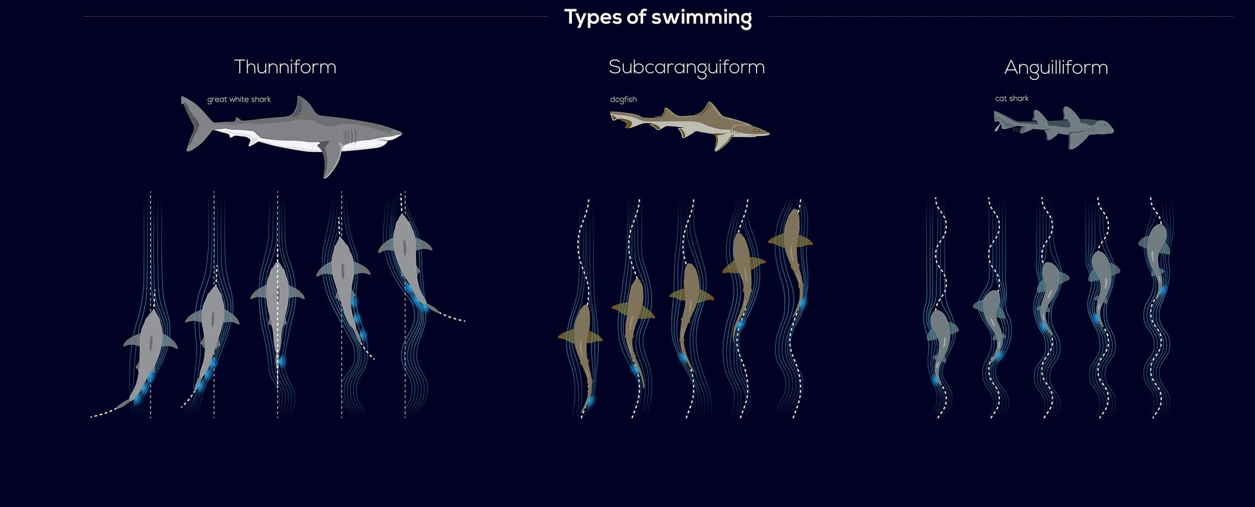 Shark Infographic — image 8