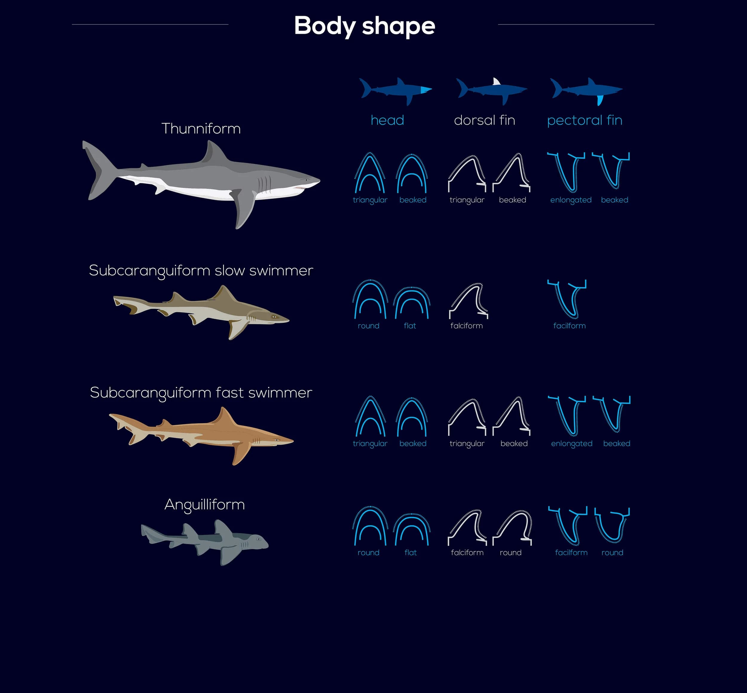 Shark Infographic