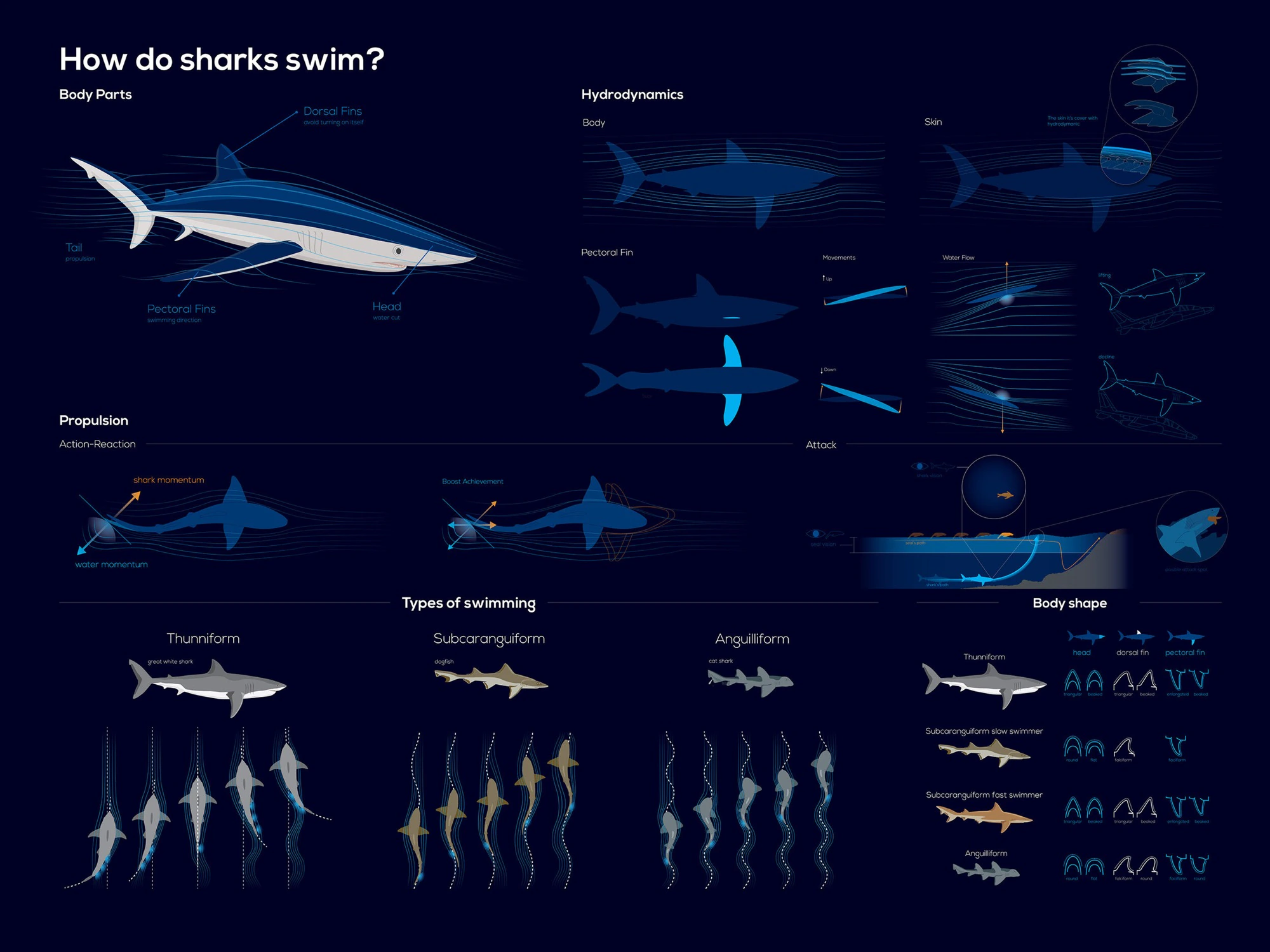 Shark Infographic