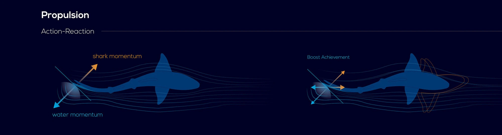 Shark Infographic