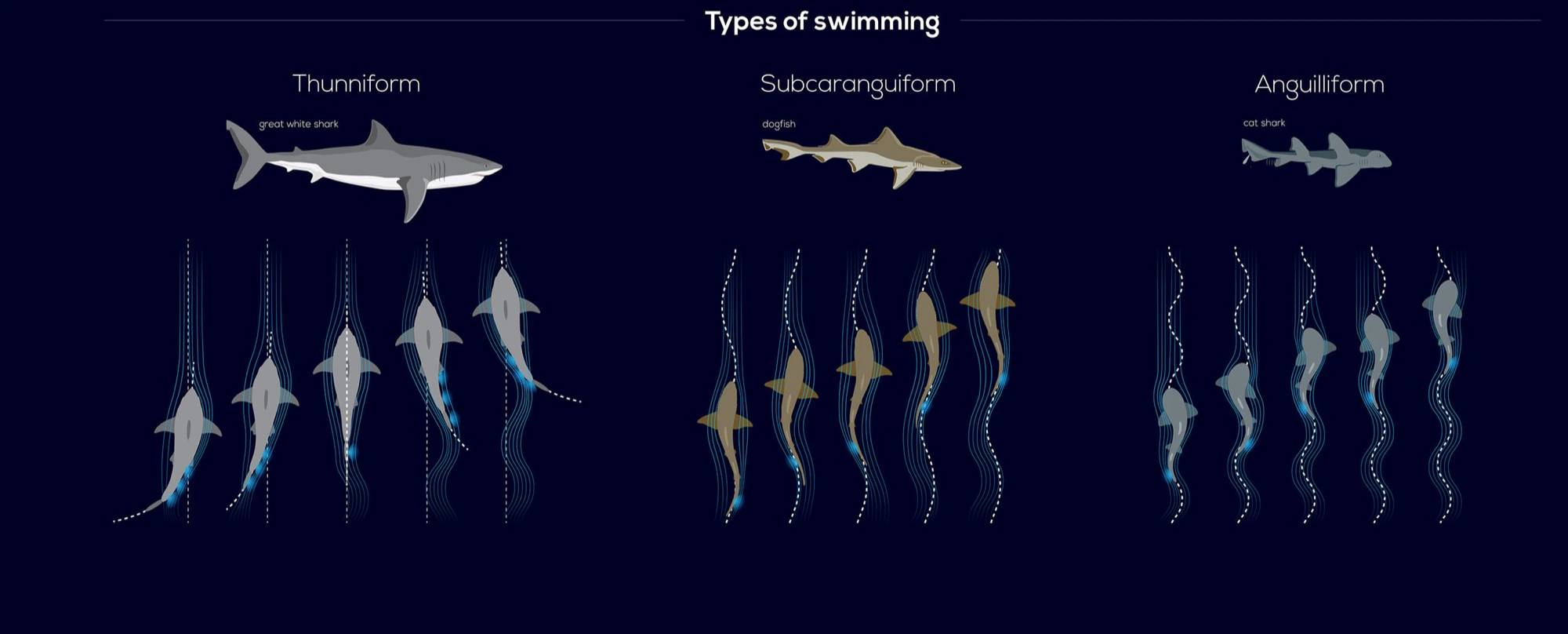 Shark Infographic